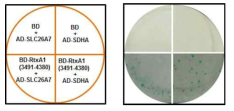 RtxA1과 SLC26A7과 SDHA의 상호작용. GAL4 BD-RtxA1(3491-4380)와 GAL4 AD-SLC26A7 또는 SDHA를 동시에 transformation 하였을 때, transformed yeast는 reporter인 lac-Z를 발현 했으나 (파란색), BD의 경우는 lac-Z을 발현하지 않음. 이결과는 RtxA1과 SLC26A7 또는 SDHA이 상호작용함을 의미