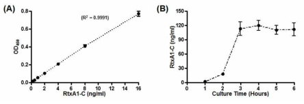 박테리아 독소 RtxA1의 정량적 분석을 위한 Sandwich ELISA의 정략적 표준화 그래프 (standard curve). (B) 배양 시간에 따른 V. vulnificus에 분비 되는 RtxA1 독소 양