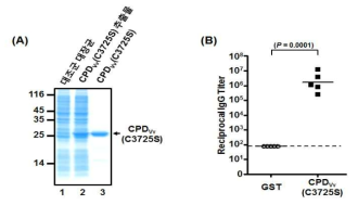 (A) V. vulnificus RtxA1의 Cysteine Protease Domain [CPD; RtxA1(3491-4701)]의 비활성 돌연변이체 CPDVv(C3725S)의 발현과 정제. (B) V. vulnificus CPDVv(C3725S)의 면역 후 IgG titers. 화살표는 CPDVv(C3725S)을 나타냄. GST는 negative control