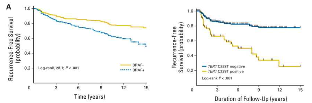 BRAF / TERT promoter 유전자 돌연변이에 의한 갑상선암의 재발률의 차이