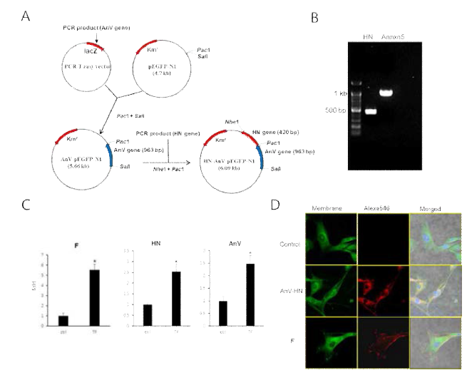 세포융합능력이 도입된 신경줄기세포 제작 및 확인. A: AnV-HN이 삽입된 발현벡터 제작, B: AnV-HN이 삽입된 발현벡터로부터 AnV 및 HN 유전자 확인, C: 세포융합능력이 도입된 신경줄기세포로부터 AnV, HN 및 F mRNA 발현 확인, D: 세포융합능력이 도입된 신경줄기세포의 세포표면에 AnV, HN 및 F 단백질 발현 확인