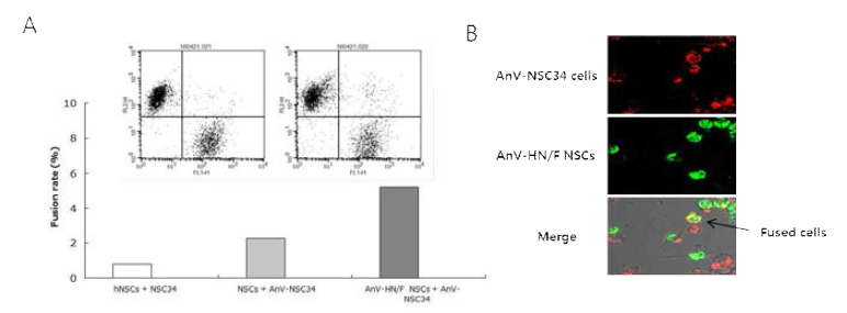 세포융합능력이 도입된 신경줄기세포와 사멸중인 운동신경세포주와의 세포융합능 분석. A: Flow cytometry를 통한 세포 융합능 분석, B: 형광 이미징분석을 통해 융합세포의 확인