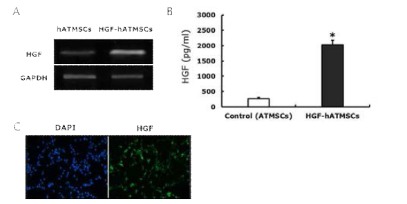 HGF 유전자가 형질도입된 hATMSCs에서 HGF 과발현 확인. A: RT-PCR 분석을 통한 HGF mRNA 발현 확인, B: ELISA에 의한 HGF protein 정량분석, C: Immunocytochemistry를 통한 HGF를 과발현하는 hATMSCs 확인