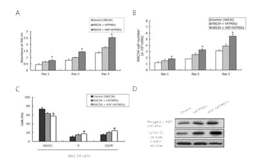 HGF-hATMSCs에 의한 운동신경세포주의 증식능 촉진효과 및 기전분석. A: WST-1 proliferation assay, B: Trypan blue exclusion assay, C: Flow cytometry를 통한 cell cycle 분석, D: Phosphorylated c-MET과 cyclin D1의 Western blot 분석