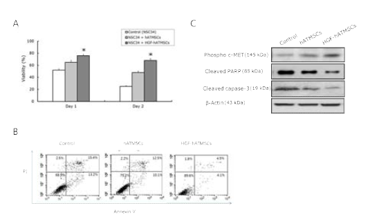 HGF-hATMSCs에 의한 운동신경세포주의 세포사멸 억제효과 및 기전분석. A: WST-1 proliferation assay, B: Flow cytometry를 통한 Annexin V/PI positive cells 분석, C: Cleaved PARP 및 caspase-3의 Western blot 분석