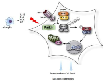 염증 유발인자인 TNF-α에 방어 활성을 지닌 Parkin의 조절
