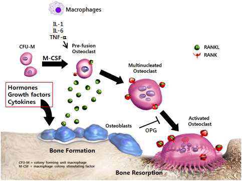 파골세포의 분화 및 활성조절에 관여하는 염증매개 인자들