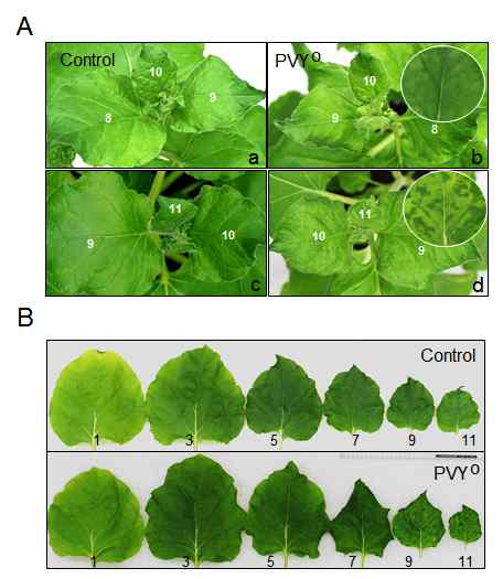 PVYO 감염된 N. benthamiana의 증상 발현. A. PVYO 감염 14일 후 상단의 young leaves. Control(a와 c)은 mosaic symptom이 확인되지 않음. PVYO(b와 d)에 감염된 N. benthamiana의 young leaves (11)에서는 mosaic symptom 발생됨. B. Control과 PVYO 잎의 위치별 감염 여부. A와 B에 표기된 숫자는 Inoculation 된 잎으로부터 표기된 잎임. 1번 잎은 최초 바이러스에 감염된 leaves (Control buffer 처리)