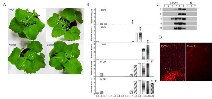 N. benthamiana 감염 7일 후 young leaves의 크기 변화와 PVYO CP protein의 발현. A. PVYO 감염 7일 후 young leaves의 growth retardation 모습. Control은 Buffer를 처리하였고, 단위는 cm임. B.ELISA kit를 이용한 PVYO의 상대적 양 분석. C. Immuno blot을 이용한 CP protein의 발현 분석. D. PVYO CP antibody를 이용한 Immunolocalization 분석