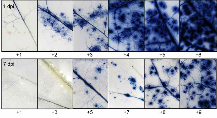 PVYO 감염 1일과 7일 후 각 잎에서 O−2의 발생 분석. +1 ~+9는 바이러스가 감염된 잎의 위쪽에 위치한 순서를 의미함(숫자가 클수록 상단에 위치한 잎을 의미함)