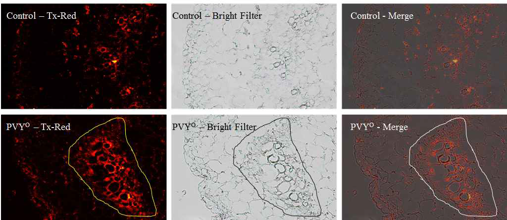 Tx-Red를 이용한 Autophagy 4의 Immunolocalization 분석. PVYO 감염 14일 후 Autophagy 4의 발현 분석. Control은 정상 N. benthamiana 잎