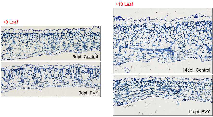 PVYO에 감염됨 14일 후 systemic leaves의 구조 변화. Control은 정상 N. benthamiana의 systemic leaves. PVY는 PVYO에 감염된 N. benthamiana의 systemic leaves 4) TEM을 이용한 PVYO에 감염된 담배의 systemic leaves의 구조 분석