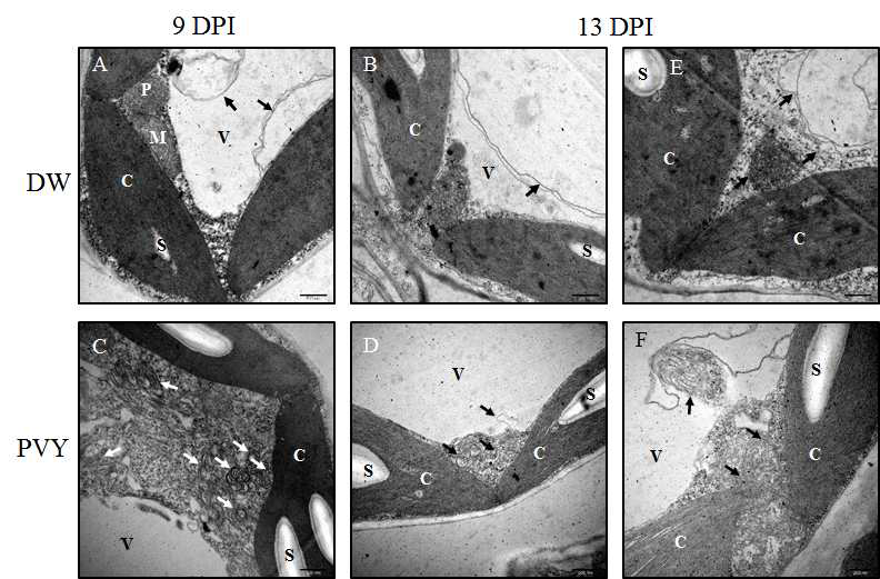 TEM을 이용한 PVYO에 감염됨 N. benthamiana의 systemic leaves의 조직분석. C, chloroplast; M, mitochondria; P, peroxdisome; V, vacuole; arrows, autophagosomal structures or cylindrical inclusions; S, starch. A-D scale bars = 500 nm, E-F scale bars = 200 nm