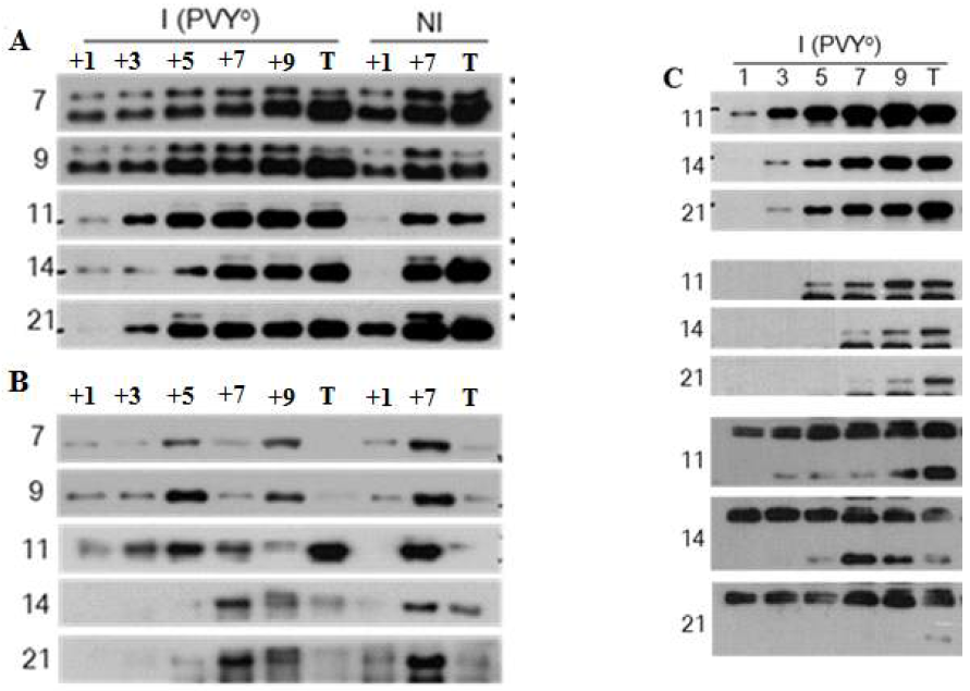 PVYO에 감염된 N. benthamiana의 systemic leaves에서 antioxidant와 autophay-related protein의 발현 분석. A와 B. Accumulation of Ascorbate peroxidase (APX, A) and catalase (CAT, B). C. luminal binding protein (Bip, upper), autophagy-related 4 (ATG4, middle), autophagy-related 8 (ATG8, lower) proteins Numbers represent the leaf number from inoculated leaf (I0) on the base of the plant (in the order of base to top). PVYO, infected plants with PVYO. Lanes are as follows: the systemic leaves of infected plants (I)