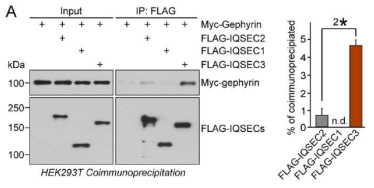 Coimmunoprecipitation assay를 통해 gephyrin과 IQSEC3가 결합함을 확인