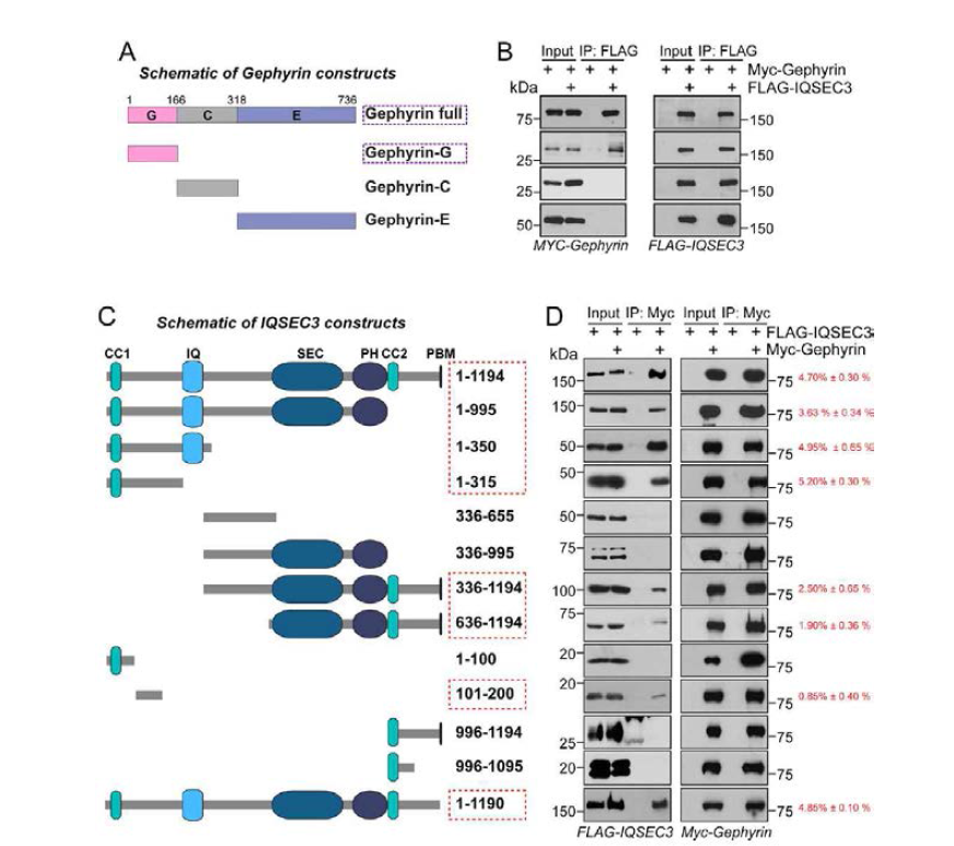 다양한 gephyrin, IQSEC3의 deletion constructs를 이용하여 결합에 필요한 domain을 확인