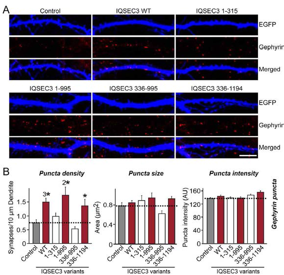 IQSEC3의 억제성 시냅스 촉진에 gephyrin과의 상호작용이 필요함