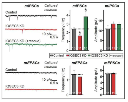IQSEC3 knockdown된 해마 신경세포에서 억제성 시냅스의 신경전달이 선택적으로 영향을 받음