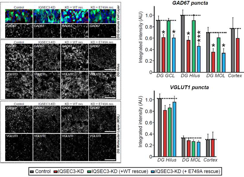 IQSEC3 knockdown AAV 바이러스를 마우스 해마 뇌영역에 stereotaxic injection 진행 후, 3주 후에 면역염색법을 이용하여 억제성 시냅스와 흥분성 시냅스의 밀도를 분석하여 IQSEC3의 in vivo 시냅스 역할을 규명