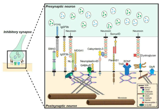 억제성 시냅스의 구조 및 구성 단백질들. Scaffold 단백질인 gephyrin (보라색)이 세포안쪽에서 여러 단백질들과 결합하고 있으나 그 기능은 잘 알려져 있지 않음