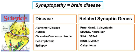 시냅스 단백질 유래 뇌질환의 종류 및 관련 유전자들