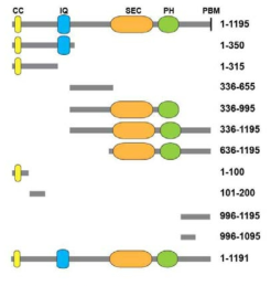 Gephyrin과의 결합에 중요한 IQSEC3내의 도메인을 동정하기 위하여 IQSEC3의 다양한 deletion vector를 제작