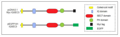 IQSEC3 재조합 플라스미드 개요. pcDNA3.1 벡터와 pEGFP-N1 벡터에 full length IQSEC3를 PCR로 증폭한 후 클로닝하여 Myc-tagged, GFP-tagged IQSEC3 벡터를 제작