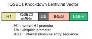 IQSEC3 knock-down 렌티바이러스 벡터 모식도