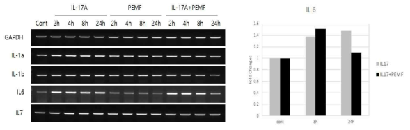 PEMF 에 의해 피부각질세포주에서 IL-17A 의해 발현되는 IL 계열의 변화 및 IL6의 실시간 PCR(real time PCR) 변화량