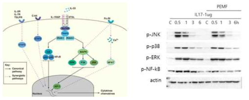 IL-33 에 의해 유도되는 세포신호전달 체계 및 PEMF에 의해 변화된 IL-33 관련 세포신호전달 물질의 변화