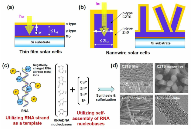 (a) 기존 박막형 태양전지 개략도 및 한계 (b) 본 연구에서 제안된 p-CZTS/n-ZnS 나노선 태양전지 및 효율향상 원리 개략도, (c) DNA 및 RNA를 이용한 CZTS 나노선 제조 제안 개략도, (d) 본 연구그룹의 RNA를 이용한 CZTS 박막 및 나노선, CdS 나노선 및 나노튜브 연구 결과