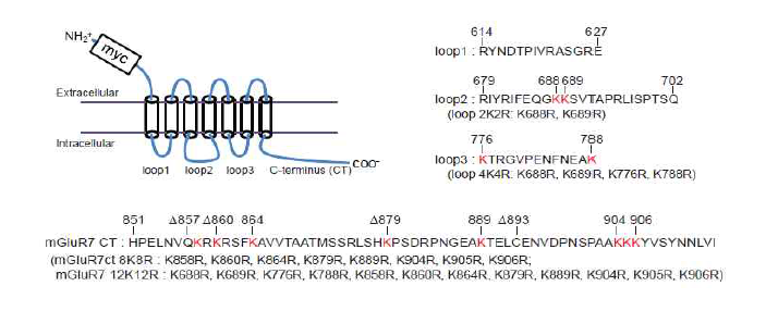 mGluR7의 C-terminus 및 cytoplasmic loop region의 lysine 아미노산 분포