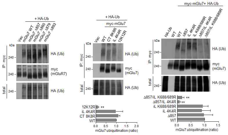 mGluR7 4K4R, 8K8R, 12K12R 돌연변이에서의 유비퀴틴화
