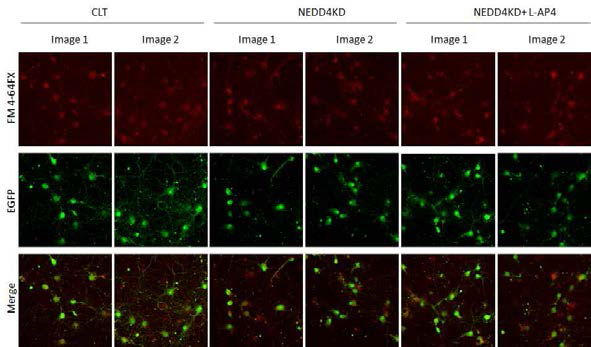 Nedd4에 의한 synaptic vesicle release