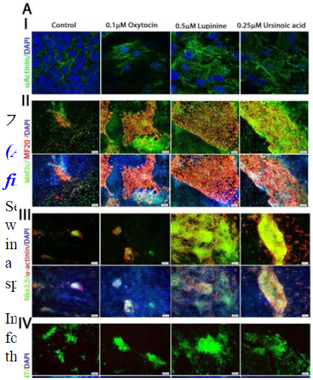 Assessment of protein levels of key cardiac-specific markers and mechanical properties in the presence of inducers . (A) P19 cells treated with lupinine, ursinoic acid, or oxytocin were stained with different cardiac-specific antibodies.(B) Calcium transient of cardiac cells upon treatment with natural compounds