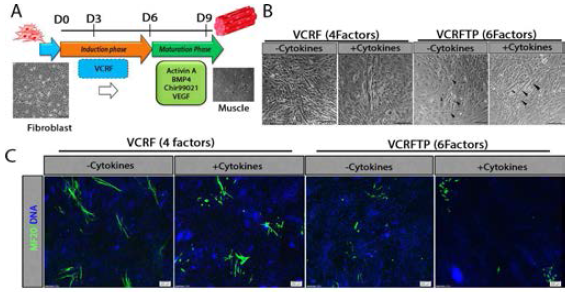 Skeletal muscle maturation (A) General Schema of conversion of mouse embryonic fibroblast to skeletal muscle in presence of treatment with 4 factors in the induction phase for a span of 6 days followed by maturation phase in presence of differrent cytokines (B) Qualitative difference in skeletal muscle maturation with and without cytokines in presence of 4 factors and 6 factors. (C) Gross appearance of MF20 positive immuno-stained colonies 4factors and 6Fcators with and without cytokines treatment