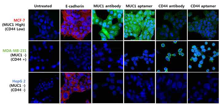 MUC1과 CD44 DNA aptamers (green color)의 세포 특이적 결합 confocal 이미지. MUC1 및 CD44에 대한 세포특이적 결합을 나타냄