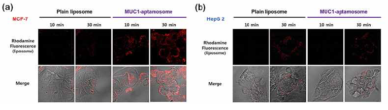 MUC1 aptamer 기반 liposome(MUC-aptamosomes)의 표적화 기능 확인 (a) MUC1 과발현 세포주(MCF-7)에서의 MUC1-aptamosomes의 표적화 기능 확인; 시간대별로 세포 내입 나타남. (b) MUC1 비발현 세포주(HepG2)에서의 MUC1-aptamosomes의 비 표적화 기능 확인; 세포 내입이 나타나지 않음