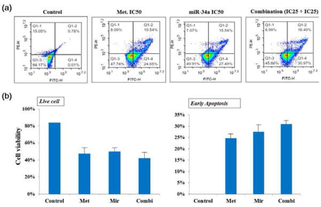 이중 표적화 압타머기반 압타머솜 에 의한 암줄기세포 성장 억제 효과 (a) FACS 분석에 의한 early apopotosis 분석: Y 축 (PI) vs X 축 (FITC) (b) 약물 처리에 따른 세포 생존수와 초기 apoptosis 세포수 비율 표기 : Control(약물처리 안함) Met(metformin IC50 처리) Mir(miR-34a IC50 처리) Combi(Met.IC25 + miR-34a.IC25 처리)