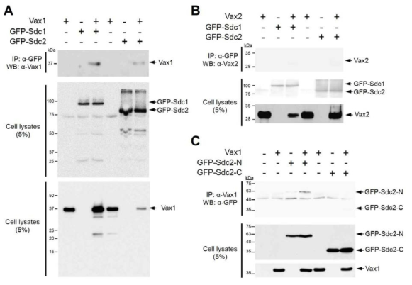 Sdc N-말단 특이적 Vax1의 결합. (A) HEK293T 세포에 Vax1과 GFP-Sdc1, GFP-Sdc2를 발현하고 GFP에 대한 항체를 이용하여 Sdc 단백질을 면역침강하였다. 침강된 면역복합체에 Vax1 단백질이 함께 존재하는지를 Vax1에 대한 항체를 이용하여 Western blot으로 확인하였다. (B) Vax1 대신 Vax2를 GFP-Sdc와 발현 후 동일한 방법으로 Vax2의 Sdc에 대한 상호작용을 조사하였다. (C) Vax1의 Sdc2의 N-말단 부위 (GFP-Sdc2-N) 또는 C-말단 (GFP-Sdc2-C) 에 대한 선택적 결합을 Vax1 면역침강법으로 조사하였다