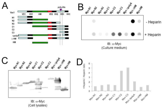 Vax1의 세포 외부 분비 및 당 결합에 관여하는 부위 검증. 앞의 결과들에 의하면 분비된 Vax1은 주변 세포의 proteoglycan의 당 사슬에 결합을 한 후 주변세포로의 이동 및 해당 세포에 신호를 전달할 가능성이 있다. 이러한 Vax1의 분비와 주변세포의 proteoglycan 당 사슬에 결합하는 부위에 대한 정보를 얻고자 Vax1 단백질의 절편을 293T 세포에 발현 한 후 배양액 내 Vax1 절편의 양과 heparin에 의해 증가되는 배양액 내 Vax1 절편의 양을 조사함으로써 세포 외부로의 분비에 관여하는 Vax1 부위와 당사슬에 결합하는 부위를 검증하려고 함 (A&B). 그 결과 Vax1의 N-말단이 없는 경우 세포 외부로 분비는 가능하나 수용성으로 있지 못하고 당사슬을 포함한 proteoglycan에 결합하여 있는 것으로 나타남 (heparin 처리 시에만 확인된 C1, C2, C3 절편들). 이와는 반대로 homeodomain이 없는 경우는 그림 24와 마찬가지로 세포 외부에서 대부분 수용성으로 존재함을 알 수 있음. 따라서, 세포외부로의 분비 이후 Vax1은 homeodomain과 C-말단을 통해 세포막 및 proteoglycan에 결합함을 알 수 있음