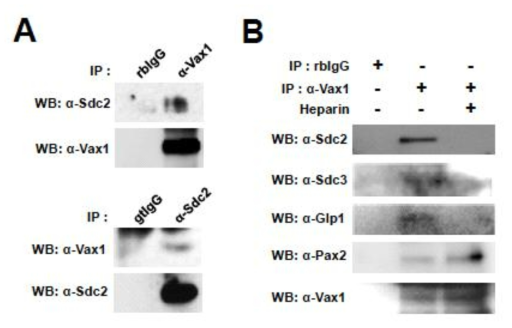 시신경에서 Vax1과 Sdc2 사이의 상호 작용. (A) Vax1과 Sdc 단백질 간 상호작용을 P0 생쥐 시신경 cell lysate를 Vax1 단백질에 대한 항체로 면역침강한 후 Vax1과 결합하여 함께 분리된 Sdc2, Sdc3, Glp1 등의 HSPG 단백질을 WB로 검출함. (B) 또한, 이 과정 중 면역침강 용액에 heparin을 추가하여 HSPG 단백질의 heparin 당 부위에 결합된 단백질들을 해리 시킨 경우 Vax1과 Sdc2, Sdc3, Glp1 등 HSPG 단백질과의 결합이 억제되었지만, 세포 핵 내에서 Vax1과 상호결합하는 것으로 확인된 Pax2의 경우는 heparin의 존재 유무에 상관 없이 결합을 하고 있음을 알 수 있다. 이는 Vax1이 HSPG의 heparin 당 부위와 특이적 결합을 함을 시사함