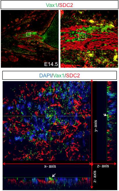 Vax1과 Sdc2의 RGC 축삭에서의 공동 분포. Vax1과 Sdc2 사이의 상호 작용이 실재로 RGC 축삭에서 일어나는 현상인지를 추가 규명하고자, 시신경이 포함된 E14.5 배아 뇌절편을 Vax1과 Sdc2의 항체를 이용하여 면역형광염색을 수행함. 그 결과 시신경 astrocyte 전구세포에서 주로 발현되는 Vax1 단백질이 RGC 축삭에 주로 분포하는 Sdc2와 같은 위치에 나타남을 알 수 있었다. 이는 Vax1이 astrocyte 전구세포에서 분비되어 RGC 축삭에 있는 Sdc2에 결합을 하였을 가능성을 시사함