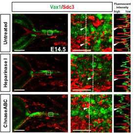 시신경 내 Vax1 단백질의 heparin 민감성 분포. Heparin에 민감하게 Sdc3 등의 HSPG와 면역침강되었던 Vax1 단백질이 실재로 시신경 내에서 망막 신경 축삭 부위에 존재하는 Sdc3와 같이 위치를 하는지를 면역형광염색으로 조사함. 그 결과 Sdc3와 Vax1은 망막 신경 축삭에서만 특이적으로 공통의 분포를 나타 내었으며, 이러한 면역형광염색 신호는 heparin 당을 분해하는 heparitinase의 처리에 의해 사라졌다. 하지만, chondroitinase처럼 heparin 당을 분해하지 못하는 효소에 의해서는 영향을 받지 않음