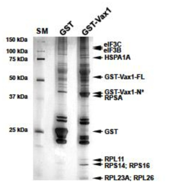 Vax1의 세포질 내 결합단백질 발굴. Vax1의 세포질 내로의 이동이 망막 신경 축삭 성장에 필요하다는 사실에 기반하여, GST-Vax1이 과발현된 293T 세포의 세포질에서 Vax1의 세포질 내 작용 단백질을 GST full-down을 통해 포집하고, 이를 MALDI-TOF를 이용하여 분석하였다. 그 결과 대부분의 세포질 내 Vax1 결합단백질들이 리보좀에 존재하는 단백질들 (ribosomal protein S (RPS) 또는 RPL)이나 단백질 합성에 관여하는 단백질 (eIF3B/C, Hsp70)로 확인되었다. 이는 Vax1이 세포질에서 단백질 합성에 관여할 것이라는 것을 의미하는 결과로 해석된다