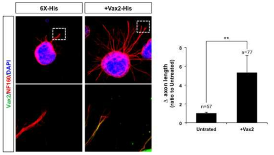 Vax2 단백질의 시신경 축삭 성장 촉진 효과. Vax1과 구조는 유사하나 세포 외부로 분비능이 떨어져서 공동배양 시 시신경 축삭 성장 촉진 효과를 나타내지 못했던 Vax2 단백질 자체가 가지는 시신경 축삭 침투력과 성장 촉진 효과를 검증하기 위해 Vax1-His (100ng/ml) 단백질을 망막 배양액에 처리 후 시신경 축삭 길이 변화와 Vax2-His 단백질의 시신경 축삭 내 위치를 면역형광염색으로 조사함. 그 결과 Vax2 단백질 자체는 시신경 축삭 내로 잘 이동하며 축삭 성장도 잘 유도함을 알 수 있음