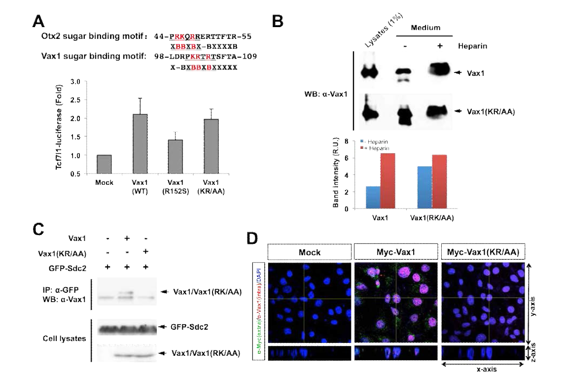 세포 표면 부착 이상 Vax1(KR/AA) 변이형. (A) (위) Otx2와 Vax1의 당사슬 결합 부위. (아래)293T 세포에 정상 Vax1, 전사활성 저하형 Vax1(R152S), Vax1(RK/AA) 변이형을 발현 후 함께 발현한 Vax1 타겟인 Tcf7l1-luciferase 활성을 조사하여 Vax1 비발현 세포 (Mock)의 luciferase 값과 비교함. (B) 293T 세포에 Vax1 또는 Vax1(KR/AA)를 발현 후 세포 배양액에 10% heparin을 3시간 동안 처리하여 세포막의 HS에 결합한 Vax1 단백질을 배양액으로 이동시킨 다음 배양액 단백질을 WB로 분석하여 배양액에 존재하는 Vax1 단백질의 상대량을 heparin 비처리군과 상호 비교함. (C) 293T 세포에 Vax1과 GFP-Sdc2를 함께 발현 후 GFP에 대한 항체로 면역침강 후 함께 분리된 Vax1의 양을 WB으로 조사함. (D) COS7 세포에 Myc/His 표지된 Vax1 또는 Vax1(KR/AA) 재조합단백질을 처리하고 12시간 이후에 세포에 존재하는 Vax1 단백질들을 Myc 항체를 이용한 면역염색으로 조사함