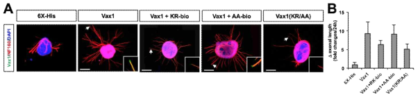 세포 표면 부착 이상 Vax1(KR/AA)의 망막 신경 축삭 성장 촉진 효과. (A) 정상 Vax1과 세포 표면 부착 이상 Vax1(KR/AA) 변이형 단백질을 수정 후 13.5일 생쥐 망막 배양체에 처리한 후 24시간 동안 변화한 신경 축삭 및 축삭 내 Vax1 단백질 침투를 면역형광염색으로 조사함. 좌측 하단 이미지는 화살표로 표시된 부위의 Vax1과 신경축삭 마커인 NF160의 공동 분포 양상. (B) 단백질 처리 후 24시간 동안 변화한 축삭의 길이를 그래프로 나타냄