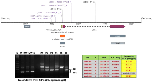 Vax1(KR/AA) 생쥐 제작을 위한 CRISPR/Cas9 실험. (위) 생쥐 Vax1 유전자 구성도 및 genotyping PCR primer 위치 표시. Vax1 exon 2번에 해당하는 DNA 염기서열 내 K101, R102 부위가 A101, A102로 변환한 ssDNA를 합성하여 (오렌지색) K101 부위 DNA 앞 17bp 부위를 타겟으로 하는 gRNA와 함께 생쥐 수정란에 주입함. (아래 왼쪽) mVax1-F/Vax1-KI_R primer로 KI Vax1 부위를 증폭하고, mVax1-GT_F/mVax1-GT_R primer로 WT Vax1 부위를 증폭함. 그 결과 6마리의 배아 중 총 5마리에서 KI Vax1이 관찰이 되었고, 이들 유전자 Vax1 exon2 부위를 분리하여 유전자 염기서열을 분석한 결과 3마리는 KI/KI homozygote, 2마리는 KI/del로 확인되었다