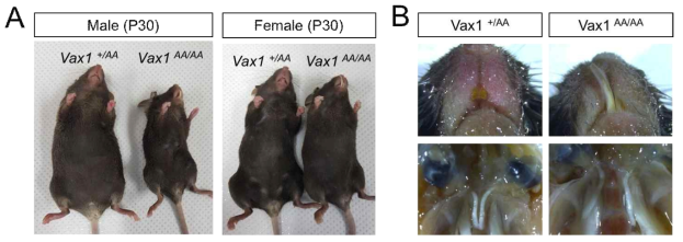 정상 Vax1 생쥐와 변이형 Vax1 생쥐에 성체시기에 보이는 표현형 분석. (A) 생후 60일된 정상 Vax1 발현 생쥐와 변이형 Vax1 (AA) 발현 생쥐의 신체적 특정. 수컷 정상 Vax1 생쥐와 수컷 변이형 Vax1 생쥐는 신체 크기에서부터 정상에 비해 작은 몸을 가지고 있음. Vax1 (-/-) 생쥐에서 나타나는 구개열은 변이형에서는 보이지 않으나 구강 구조의 이상으로 인해 비 정상적인 치아 성장이 나타남. 이로 인한 섭식행동 장애로 인해 신체 성장이 일어나지 못하여 신체 크기가 작은 것으로 보임